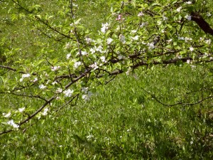 Apfelbaumblüte
