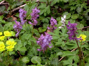 Lerchensporn mit Milzkraut (gelb)