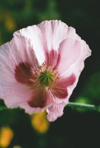 Schlafmohn