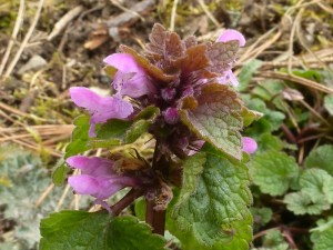 Taubnesselknospen und -blüten