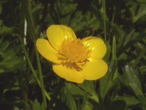 Kriechender Hahnenfuß