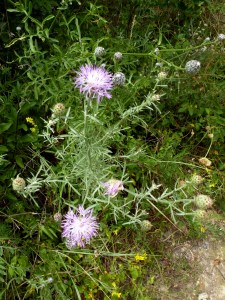 Rispige Flockenblume