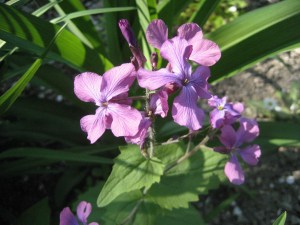 Monviole, Silberblatt