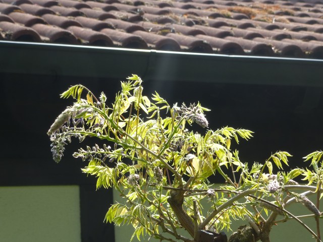 Blauregen, Glyzinie (Wisteria) | Wildbienengarten