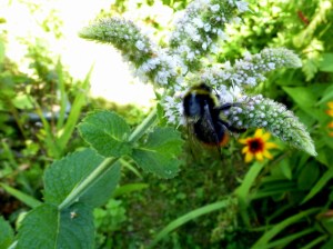 Apfelminze, Hainminze