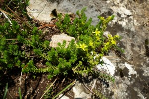 Scharfer Mauerpfeffer