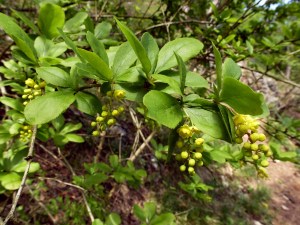 Sauerdorn, Berberitze