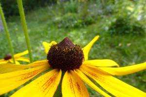 Rauhblättriger Sonnenhut