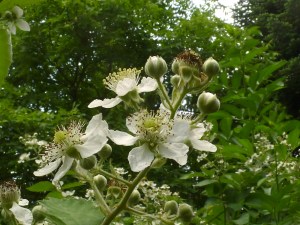 Brombeere