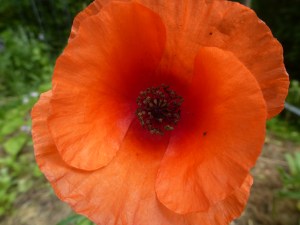 Klatschmohn