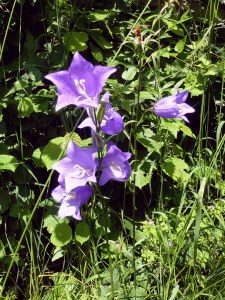 Pfirsichblättrige Glockenblume