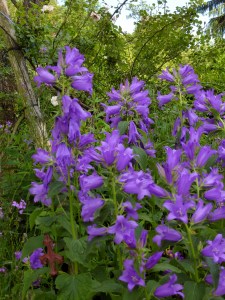 Nesselblättrige Glockenblume