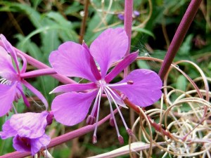 Schmalblättriges Weidenröschen