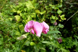 Breitblättrige Platterbse