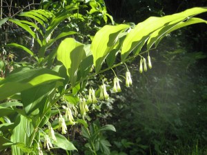 Vielblütige Weißwurz