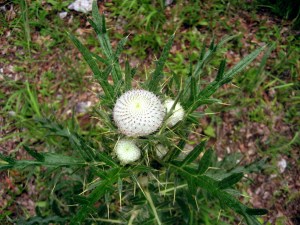 Wollköpfige Kratzdistel
